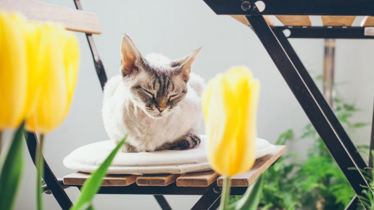 6 Most Common Poisonous Plants for Cats